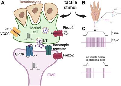 A helping hand: roles for accessory cells in the sense of touch across species